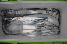 KIM Fishing Guide Ser…