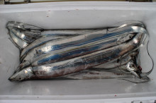 KIM Fishing Guide Service 釣果