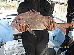 遊漁船 未紗奈 釣果
