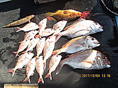 遊漁船 未紗奈 釣果