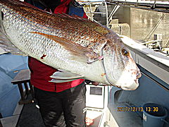 遊漁船 未紗奈 釣果