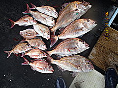 遊漁船 未紗奈 釣果