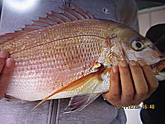 遊漁船 未紗奈 釣果