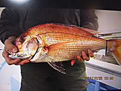 遊漁船 未紗奈 釣果