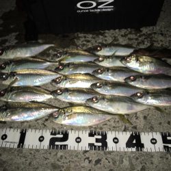 鰺の糸　でアジを釣ろう！サンライン　鰺の糸を使用したカンパリ投稿2017年11月まとめ！