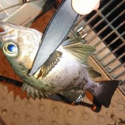 愛媛のルアー釣り　カンパリオススメ釣り情報！2017年12月