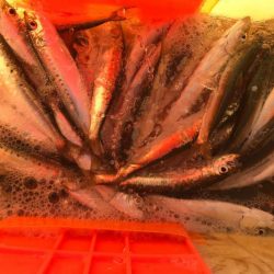 海釣り　初心者にも分かる釣り方紹介　エサ釣り編