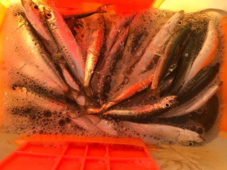 海釣り　初心者にも分かる釣り方紹介　エサ釣り編