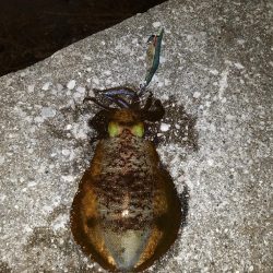 エギング　アオリイカ大分のカンパリオススメ釣り情報！2017年12月