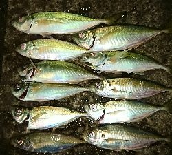 アジング　福井のカンパリオススメ釣り情報！2017年12月