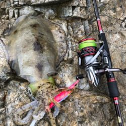 エギング　アオリイカ熊本のカンパリオススメ釣り情報！2017年12月