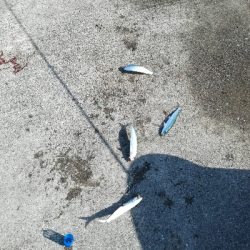 サビキでイワシ　兵庫県（神戸）のカンパリオススメ釣果情報！2017年12月