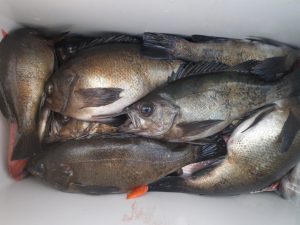 美咲丸 釣果