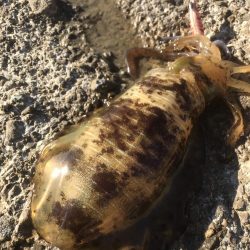 渋いなかなんとかアオリイカ