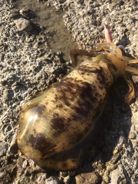 渋いなかなんとかアオリイカ