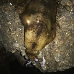 北西爆風のなかでエギング