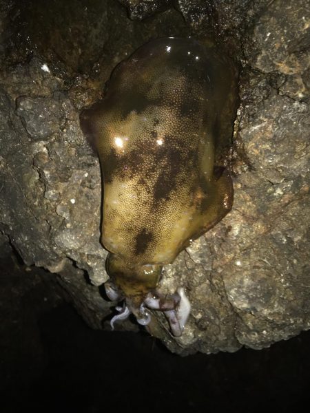 北西爆風のなかでエギング