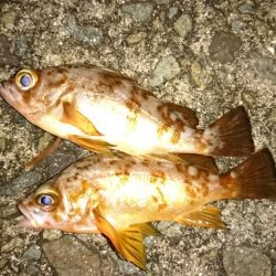 アジングの予定でしたが、