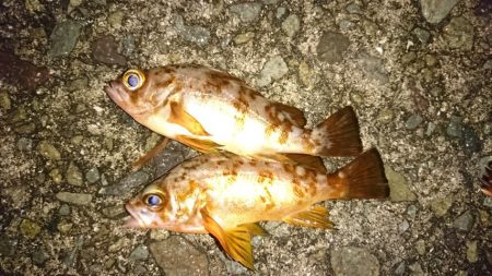 アジングの予定でしたが、