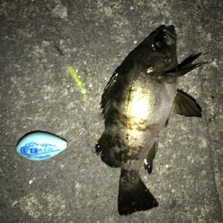 メバルいました