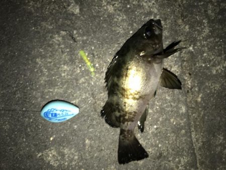 メバルいました