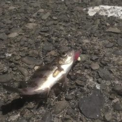 元根井でチビメバル