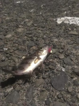 元根井でチビメバル