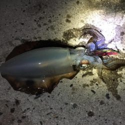 エギング　京都エリアへご投稿いただきましたカンパリ釣果2017年12月まとめ！