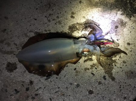 エギング　京都エリアへご投稿いただきましたカンパリ釣果2017年12月まとめ！