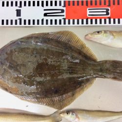 今日もカレイが釣れました