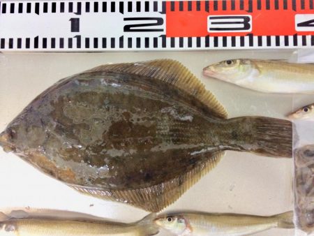 今日もカレイが釣れました