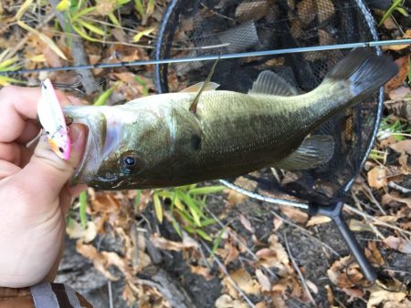紅葉狩りとバス狩り