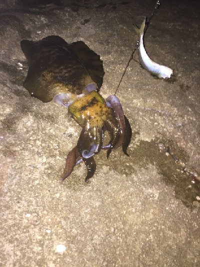 タイミングが難しい。