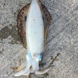 朝マヅメにヤエン！