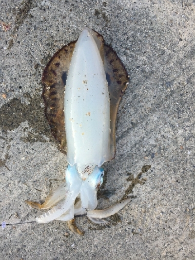 朝マヅメにヤエン！