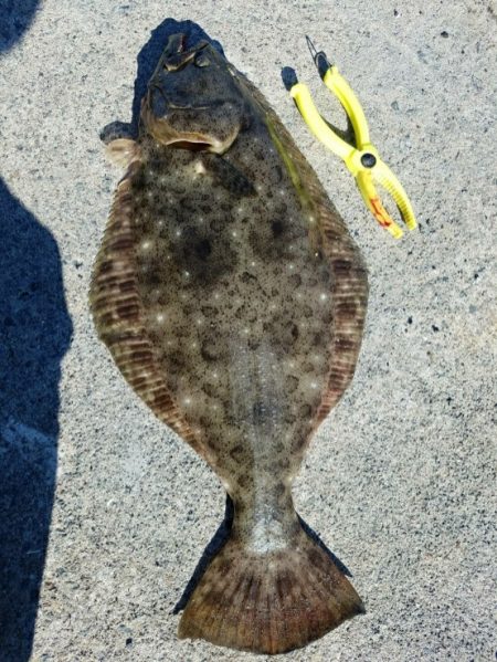 ルアーでヒラメ♪