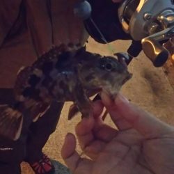 ガシラを求めて