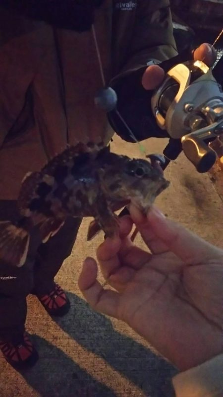 ガシラを求めて