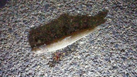 こんなのが釣れました。