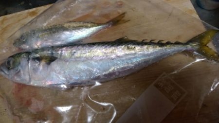 昨日は、結構釣れたのに。