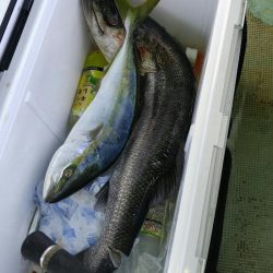 明石名田屋の飲ませ釣り