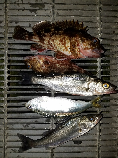 久々の大漁！！