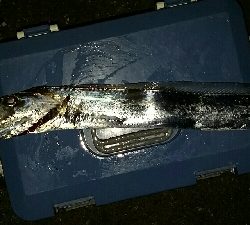 メバリングに行きました。