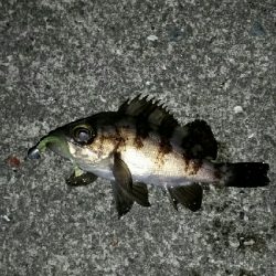 以外に風が強く場所移動