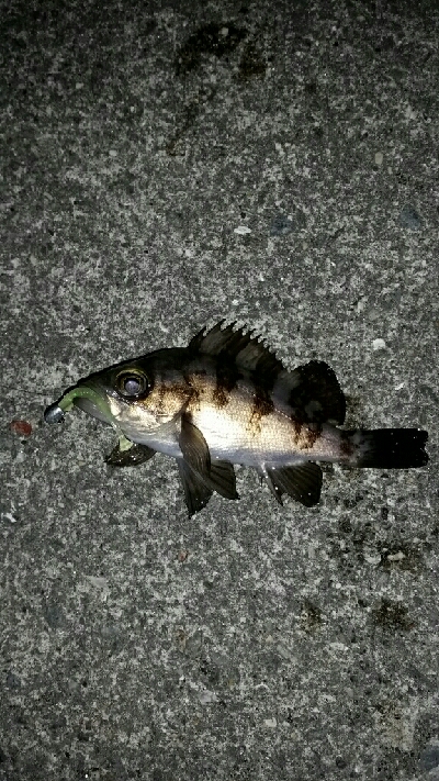 以外に風が強く場所移動