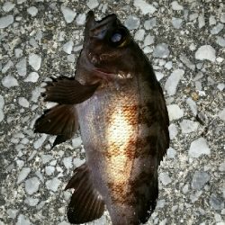 釣れると嬉しい、寒いけど