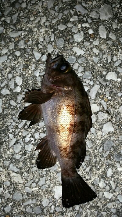 釣れると嬉しい、寒いけど