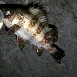 サイズupならず