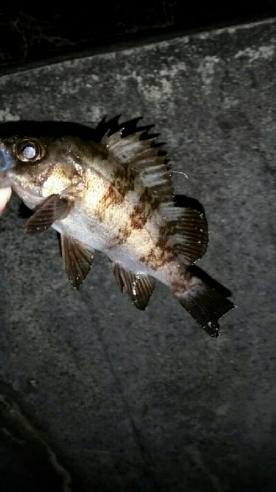 サイズupならず