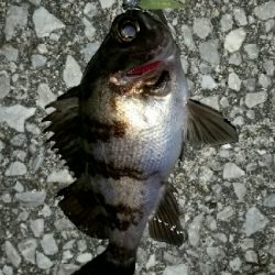 20㎝以上を釣るために